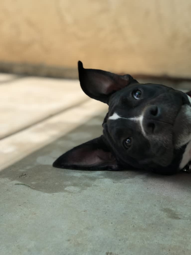 Mickey, an American Bully tested with EmbarkVet.com