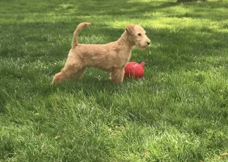 Carino, a Lakeland Terrier tested with EmbarkVet.com
