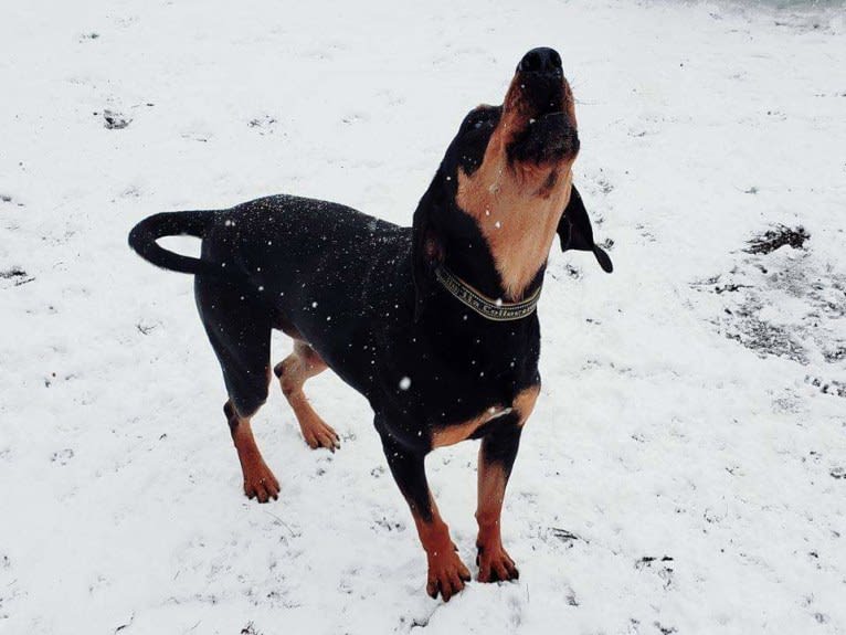 Wyatt, an American Leopard Hound tested with EmbarkVet.com