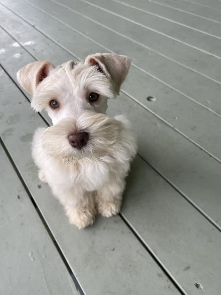 Piotr, a Miniature Schnauzer tested with EmbarkVet.com