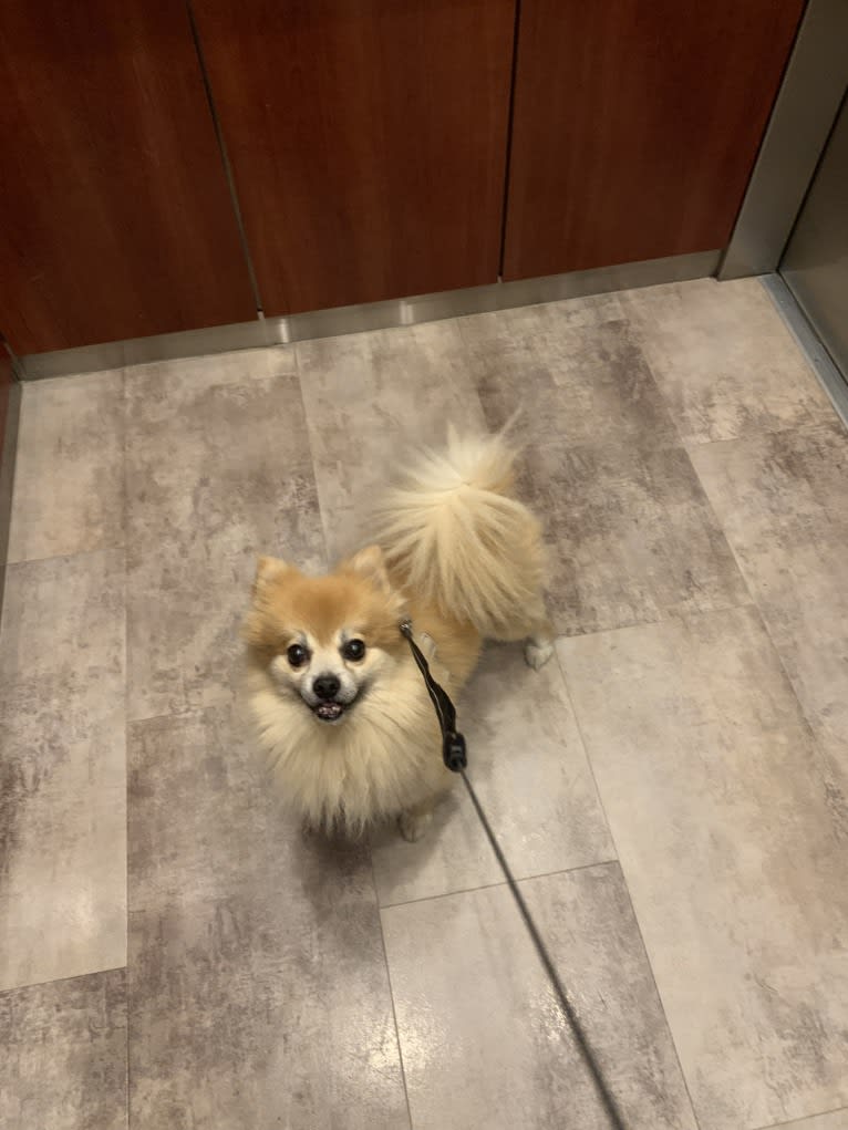 Rusty, a Pomeranian tested with EmbarkVet.com