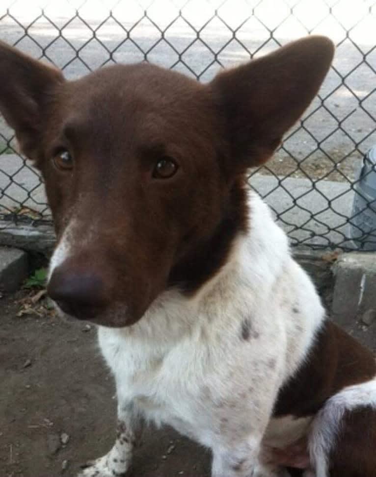 Pippin, a Great Pyrenees and Labrador Retriever mix tested with EmbarkVet.com