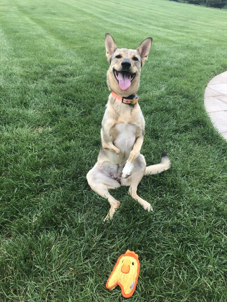 Willow, an Arabian Village Dog tested with EmbarkVet.com