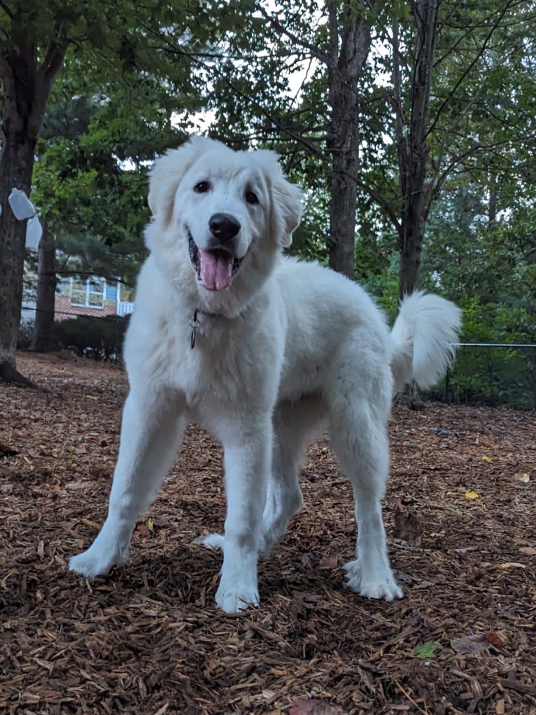 Valiant, a Great Pyrenees tested with EmbarkVet.com