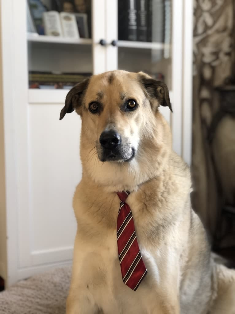 Snoop, a West Asian Village Dog tested with EmbarkVet.com