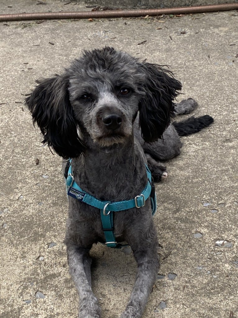 Bluebonnet, a Poodle (Small) and American Pit Bull Terrier mix tested with EmbarkVet.com