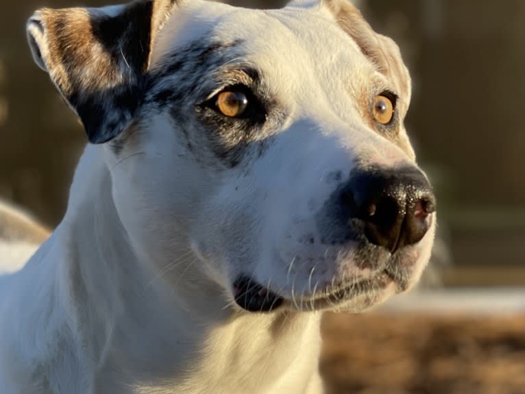 Picnic, an Australian Cattle Dog and Australian Shepherd mix tested with EmbarkVet.com