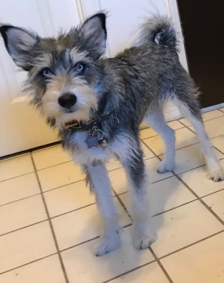 Miniature schnauzer husky mix hotsell