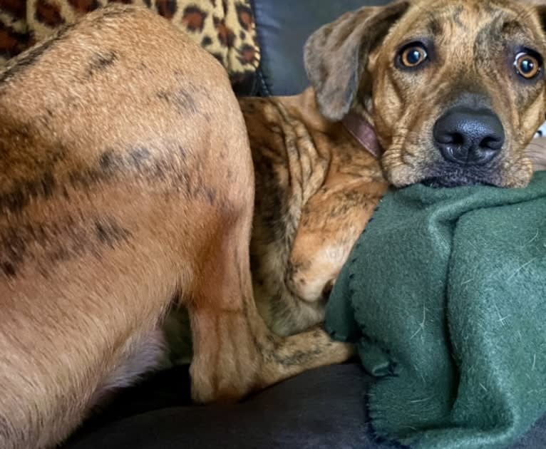 Lyza, a Catahoula Leopard Dog and American Pit Bull Terrier mix tested with EmbarkVet.com