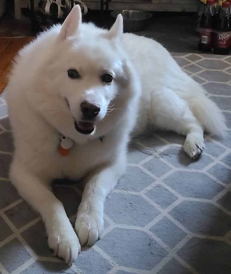 Liska, a Siberian Husky and German Shepherd Dog mix tested with EmbarkVet.com