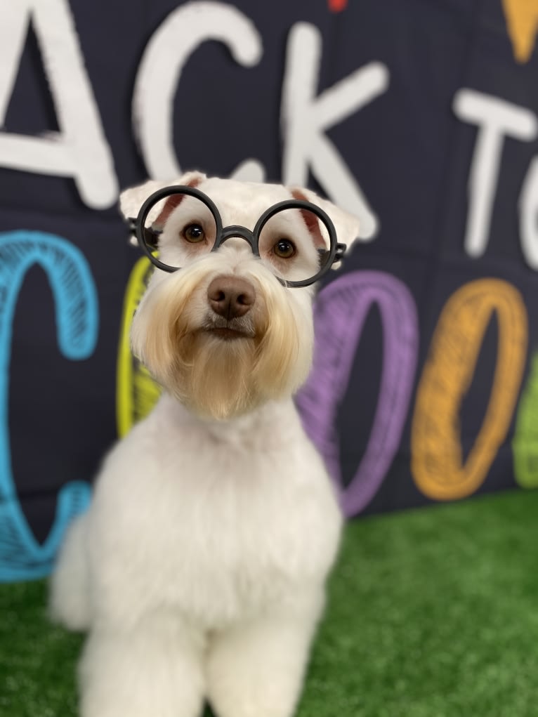 Watson, a Miniature Schnauzer tested with EmbarkVet.com