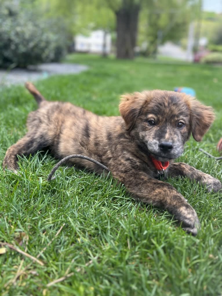 Rudder, a Labrador Retriever and Chow Chow mix tested with EmbarkVet.com