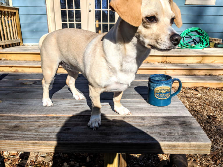 Leia, a Cocker Spaniel and Chihuahua mix tested with EmbarkVet.com