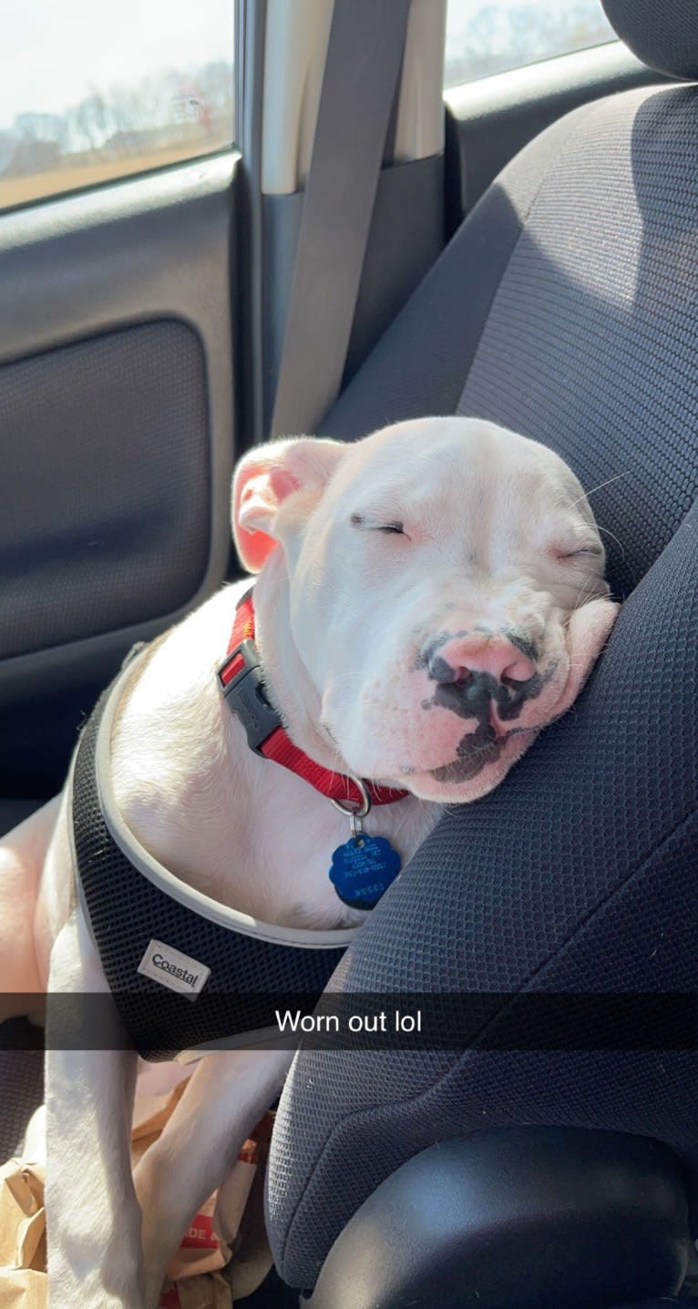 Apollo, an American Pit Bull Terrier and American Staffordshire Terrier mix tested with EmbarkVet.com