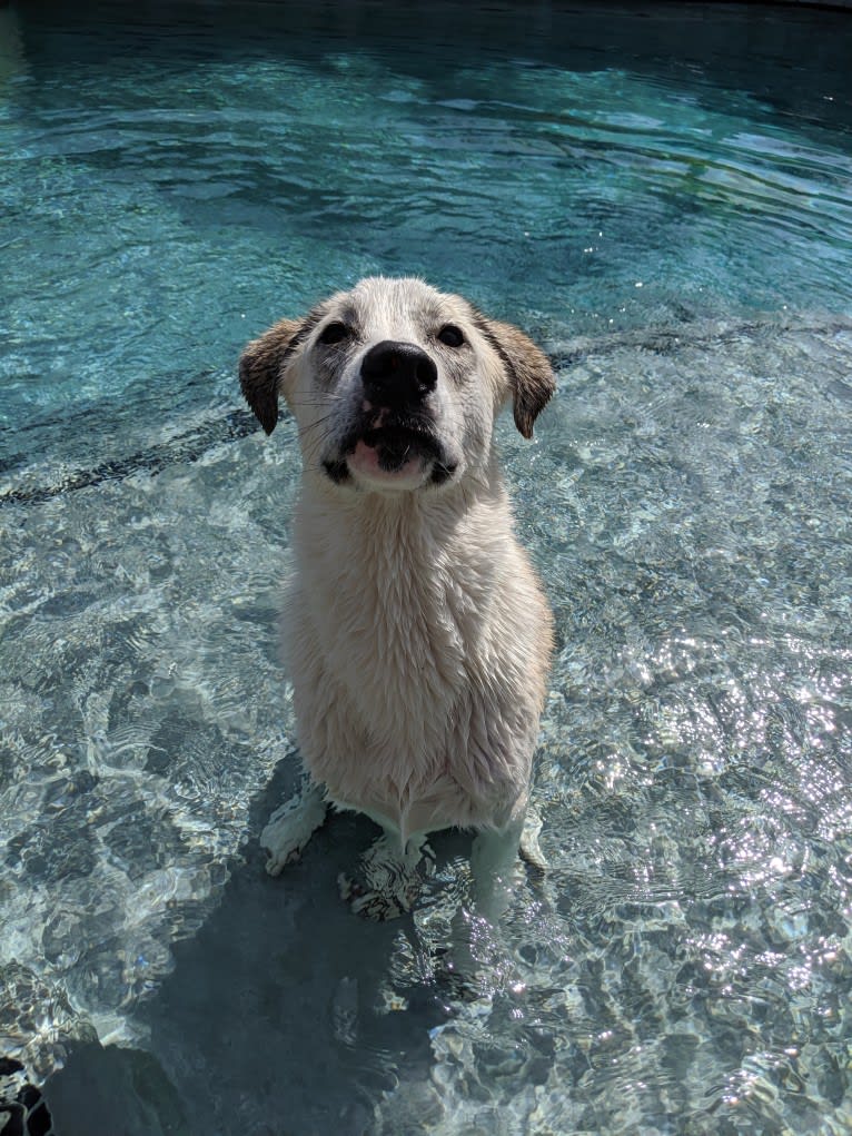 Juno, a Labrador Retriever and Siberian Husky mix tested with EmbarkVet.com