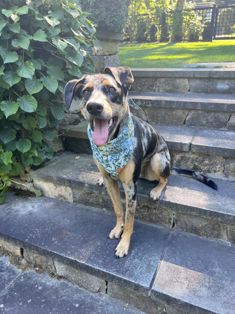 Zoey, a Labrador Retriever and German Shepherd Dog mix tested with EmbarkVet.com