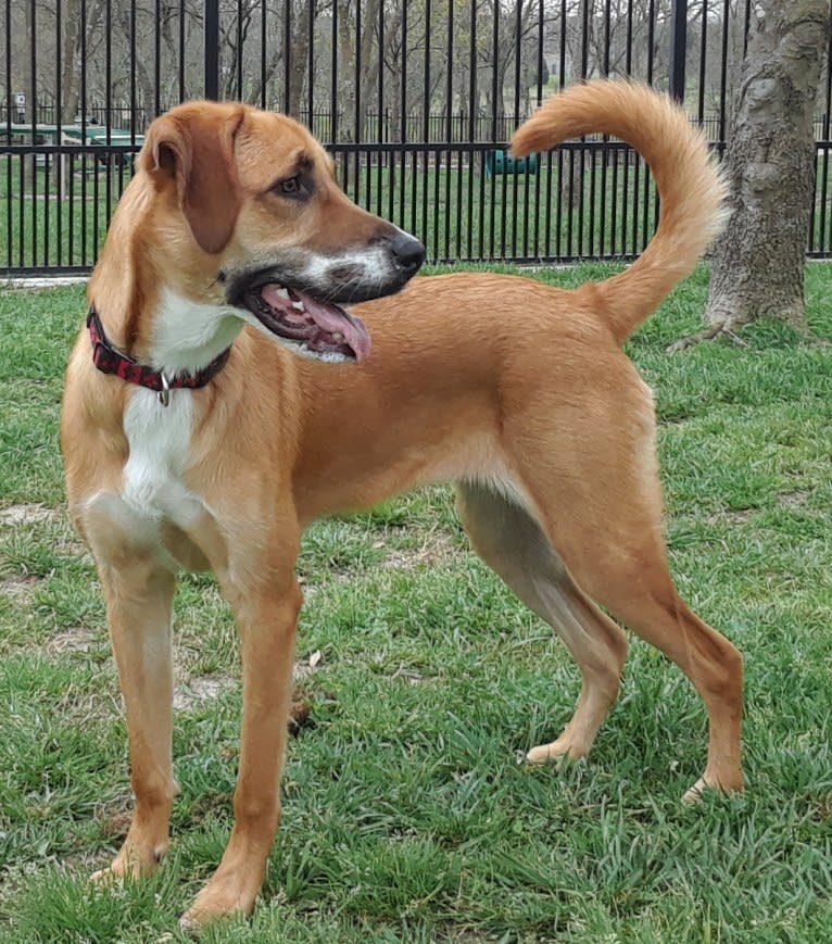 Harley, a Great Pyrenees and American Pit Bull Terrier mix tested with EmbarkVet.com