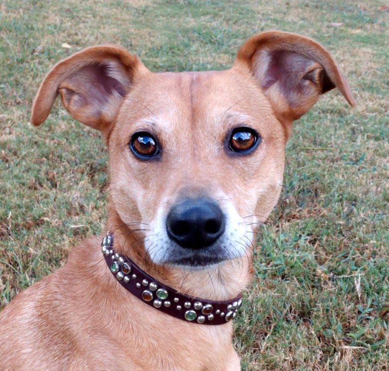 Bender, a Mountain Cur and Miniature Pinscher mix tested with EmbarkVet.com