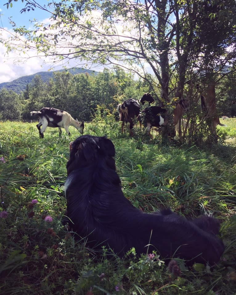 Wyeth, an English Shepherd tested with EmbarkVet.com