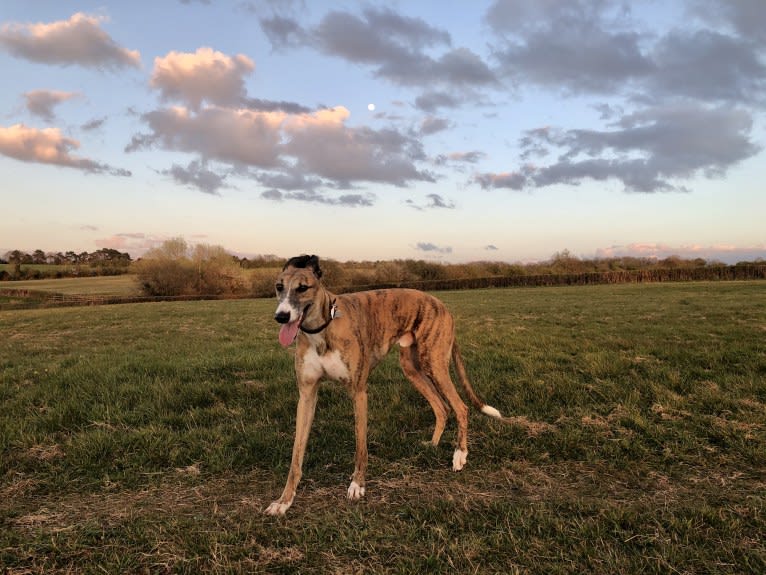 Barton, a Greyhound tested with EmbarkVet.com