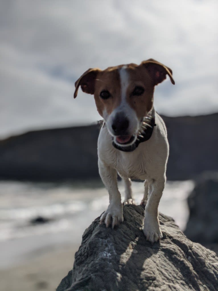 Tazil, a Russell-type Terrier tested with EmbarkVet.com