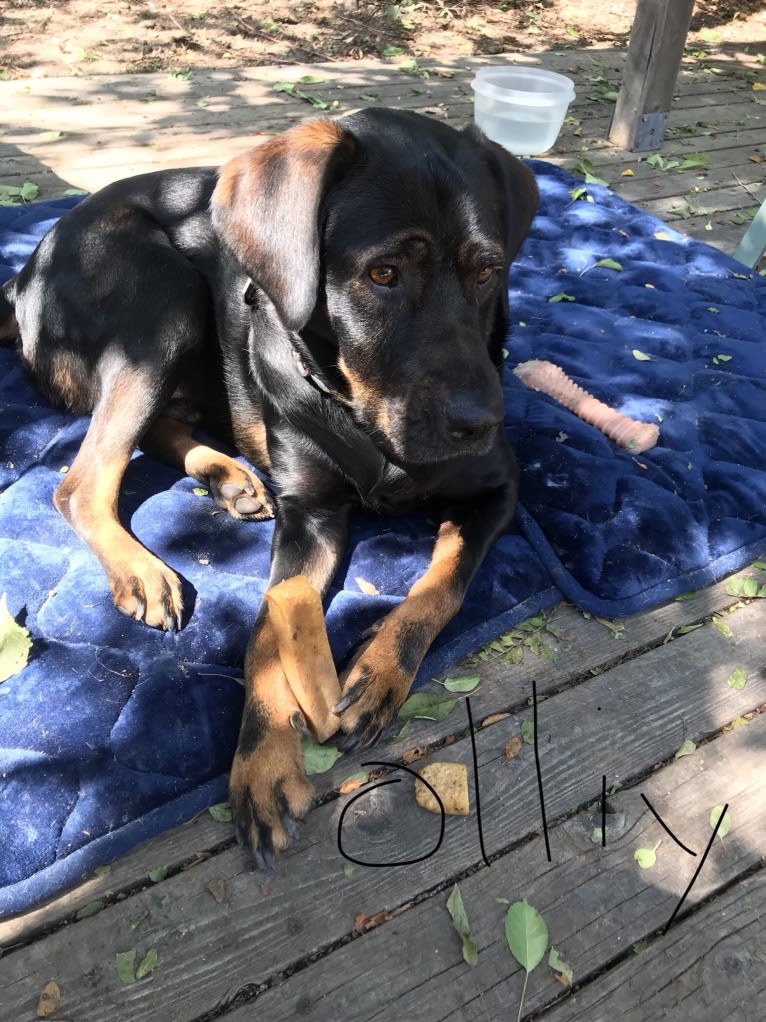 Olivios aka Ollie, a Weimaraner and Australian Cattle Dog mix tested with EmbarkVet.com