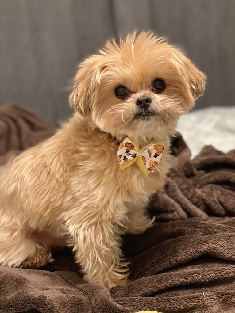 Buddy, a Yorkshire Terrier and Shih Tzu mix tested with EmbarkVet.com