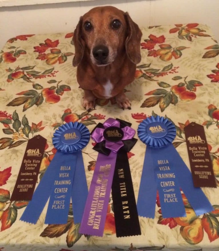 URO3 NI NE Jacob Levi RI SWA SHDNE CGCA TKP RATN RL1X RL2 RLV2X CW-ARA CW-DDA CW-Ob2A, a Dachshund tested with EmbarkVet.com
