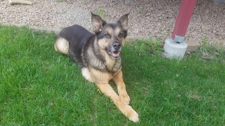 Doozie, a German Shepherd Dog and Australian Cattle Dog mix tested with EmbarkVet.com