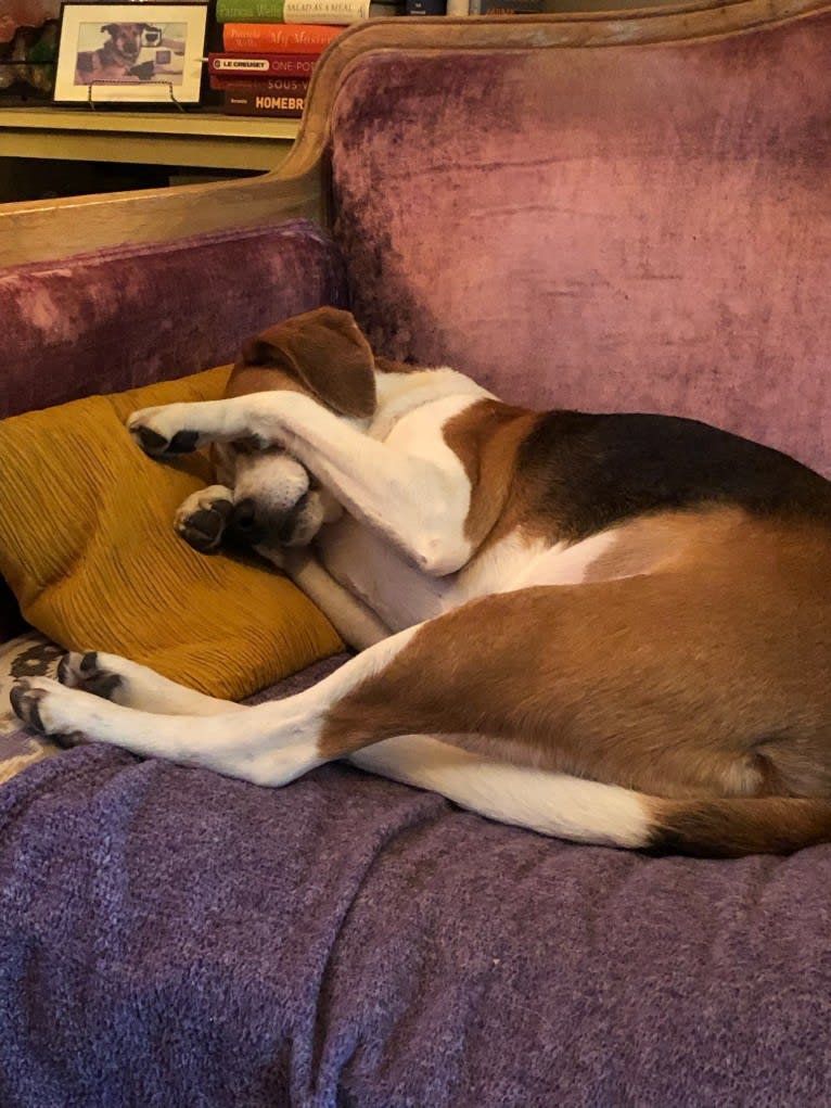 Celia, an American Foxhound tested with EmbarkVet.com