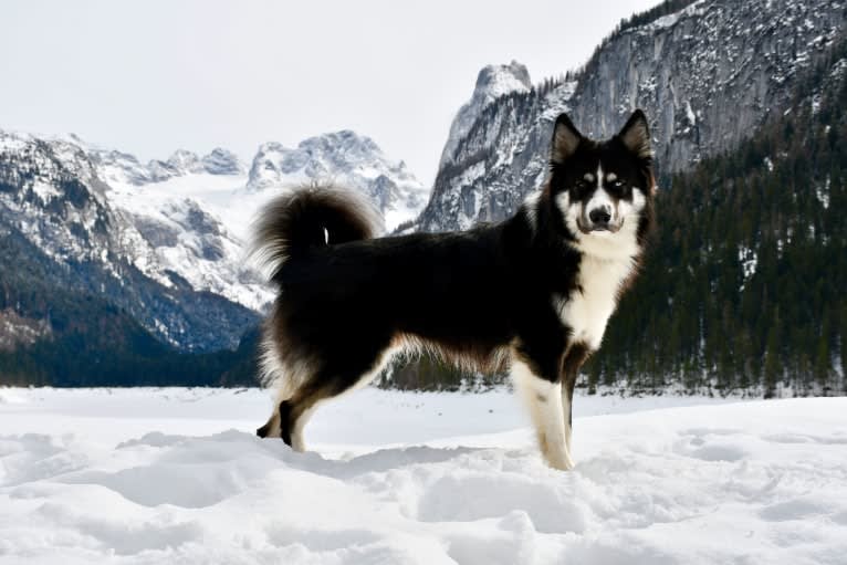 Kenai/Erkin Haan, a Yakutian Laika tested with EmbarkVet.com