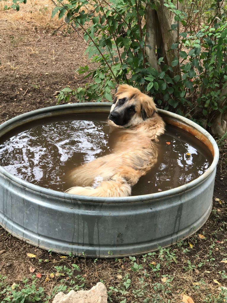 Gryphon, a Great Pyrenees and German Shepherd Dog mix tested with EmbarkVet.com