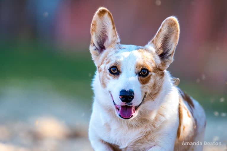 Bonnie, a Pembroke Welsh Corgi tested with EmbarkVet.com