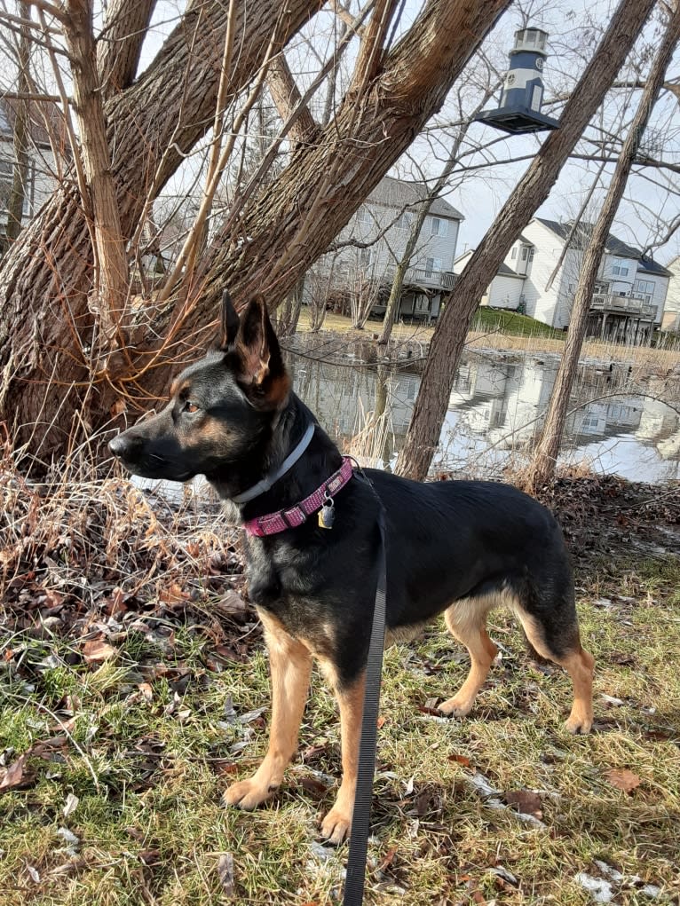 Petra, a German Shepherd Dog and Australian Cattle Dog mix tested with EmbarkVet.com