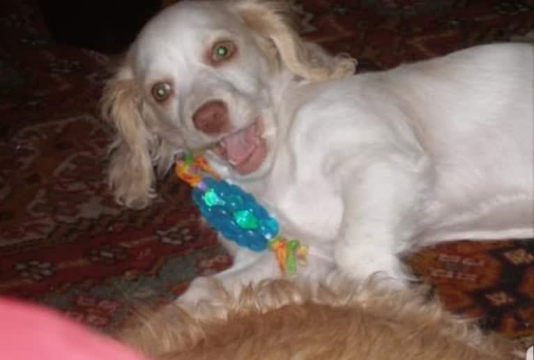 Emily, a Chihuahua and Cocker Spaniel mix tested with EmbarkVet.com