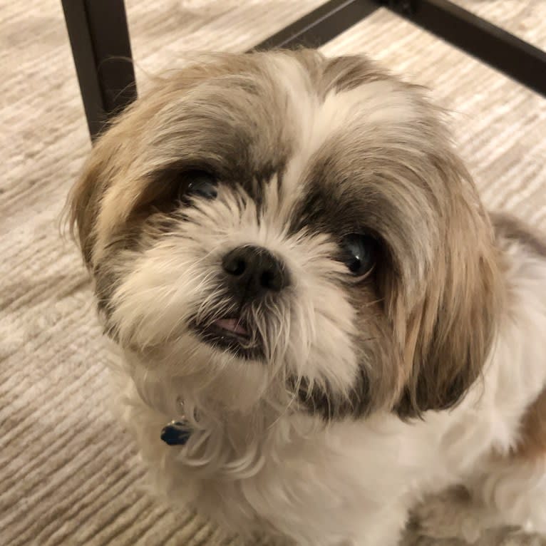 Zoe, a Shih Tzu tested with EmbarkVet.com