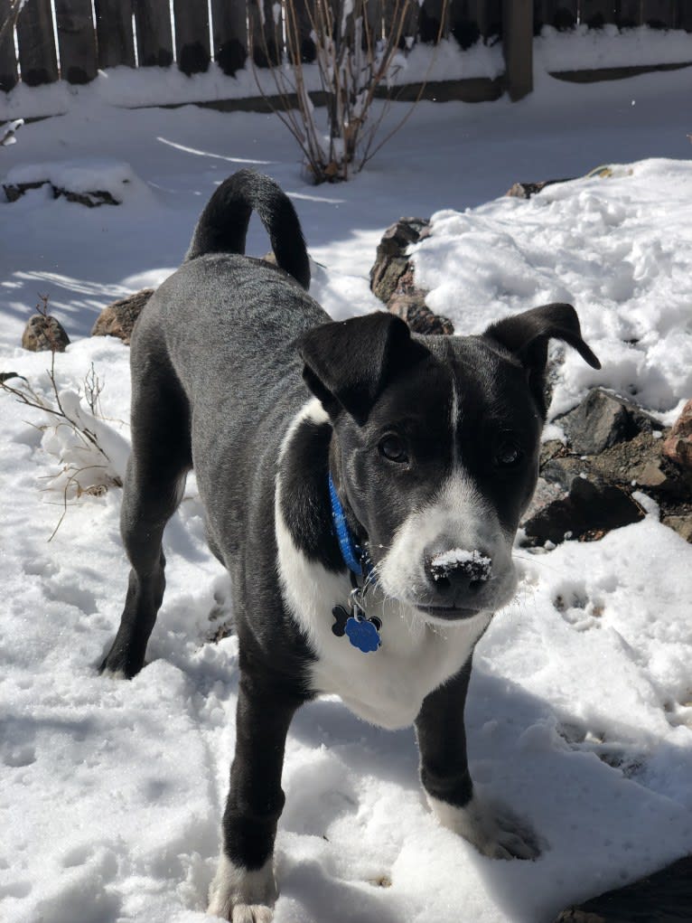 Easton, a Great Pyrenees and American Pit Bull Terrier mix tested with EmbarkVet.com