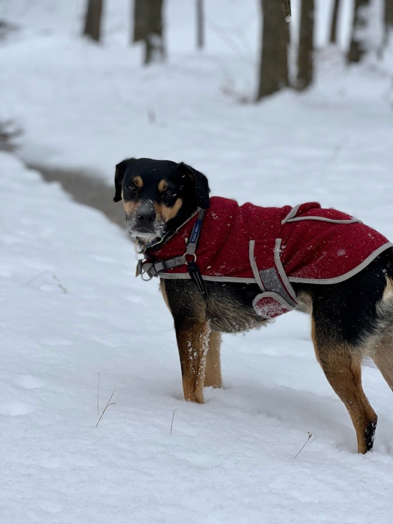 Cody, a Rat Terrier and Cocker Spaniel mix tested with EmbarkVet.com