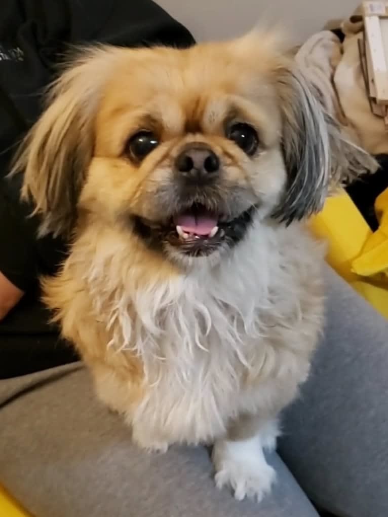 Ginger, a Pekingese tested with EmbarkVet.com