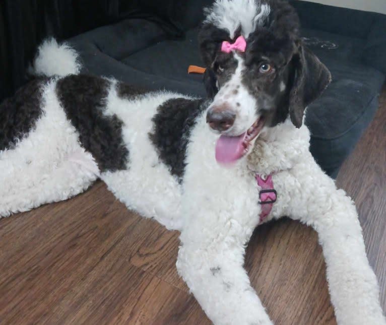 Inanna, a Poodle (Standard) tested with EmbarkVet.com