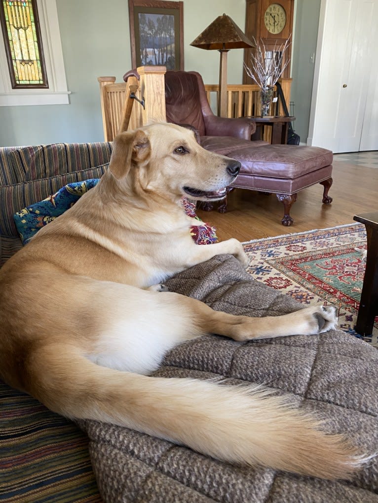 Colby, a Golden Retriever and Shetland Sheepdog mix tested with EmbarkVet.com