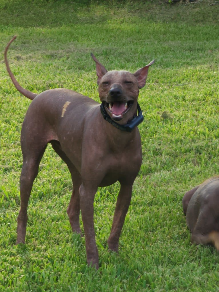 Neeko, a Xoloitzcuintli (8.7% unresolved) tested with EmbarkVet.com