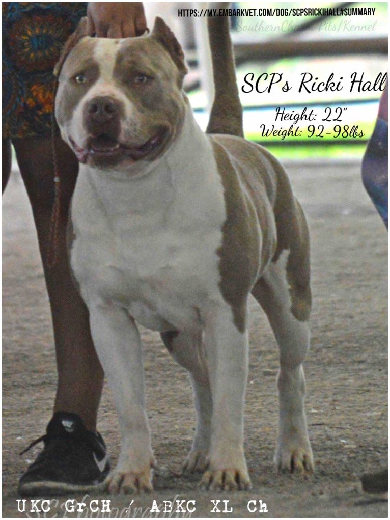 Ricki, an American Bully tested with EmbarkVet.com