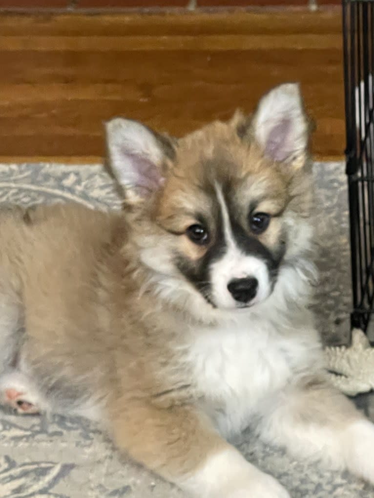 George, an Icelandic Sheepdog tested with EmbarkVet.com