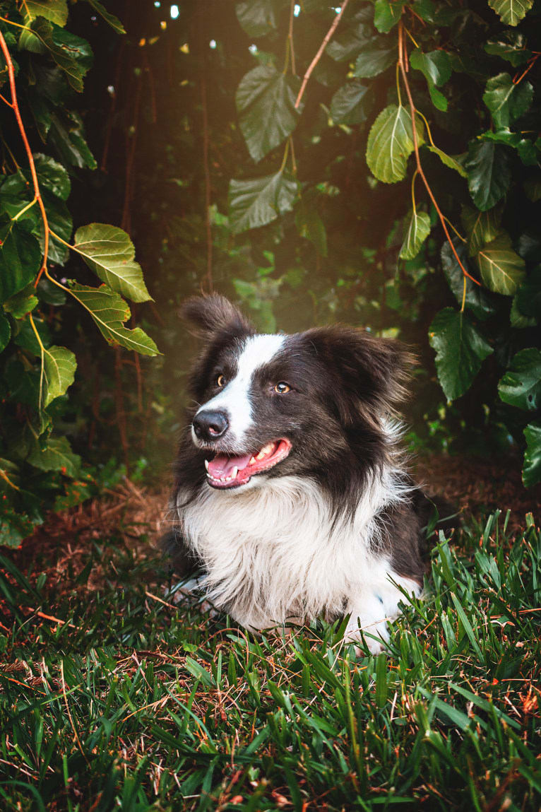 Koda, a Border Collie tested with EmbarkVet.com