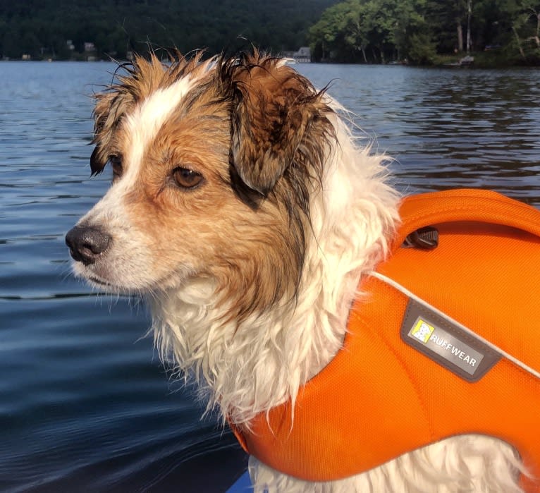 Cooper, an Australian Cattle Dog and Shih Tzu mix tested with EmbarkVet.com