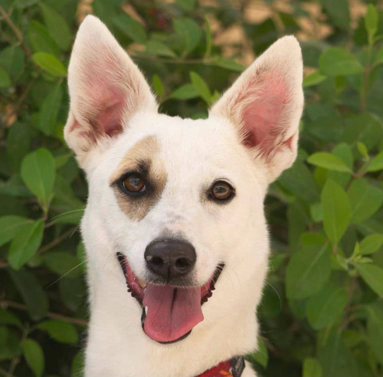 Tiara, a West Asian Village Dog tested with EmbarkVet.com