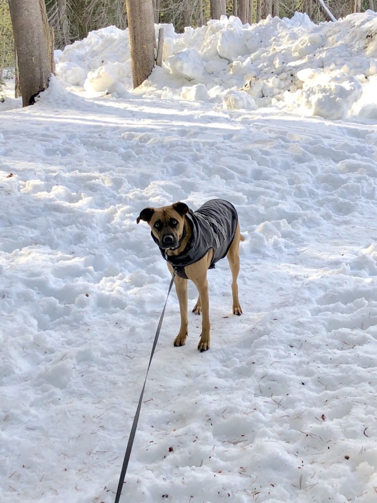 Tucker, a Boxer and American Pit Bull Terrier mix tested with EmbarkVet.com