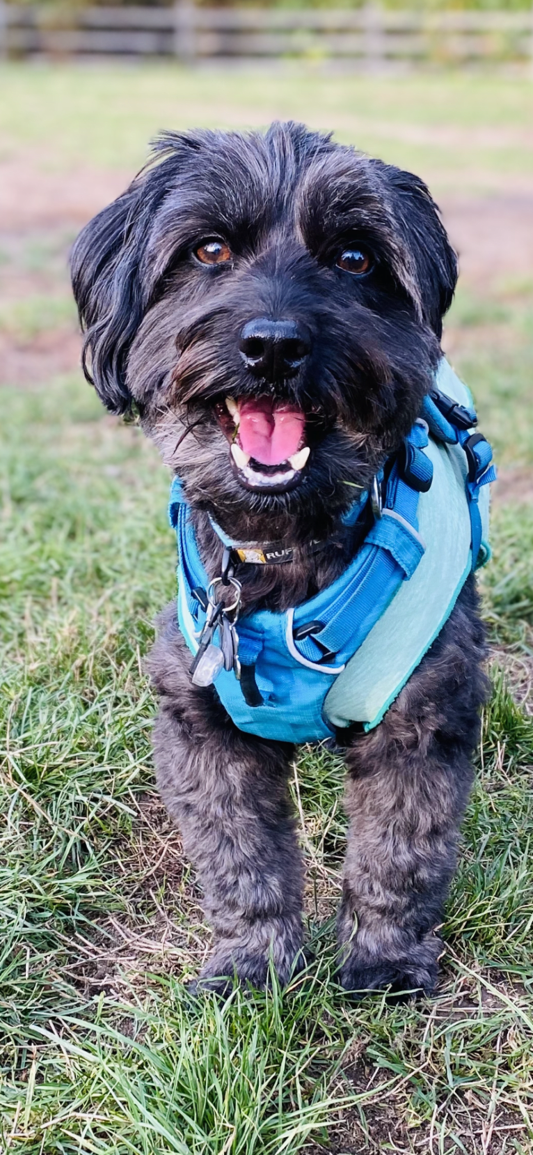 Moe, a Poodle (Small) and Bichon Frise mix tested with EmbarkVet.com