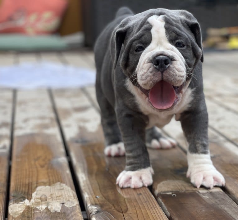 Mr. Steel, an Olde English Bulldogge and Bullmastiff mix tested with EmbarkVet.com